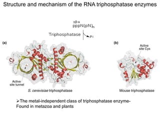 Structure and mechanism of the RNA triphosphatase enzymes 
Mechanically and structurally they are diverse 
Two families 
The divalent-cation-dependent RNA triphosphatase- 
Found in protozoa, eukaryotic viruses and fungi 
The metal-independent class of triphosphatase enzyme- 
Found in metazoa and plants 
 