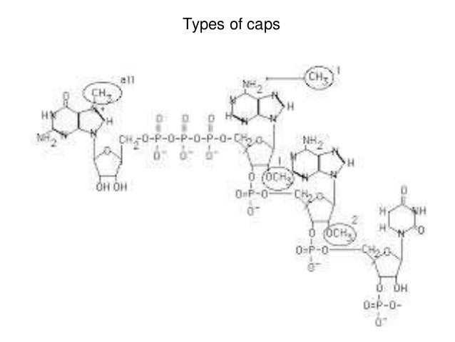 5 cap 5 cap