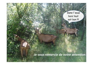 105èmes Journées Techniques Caprines – 31 mars et 1er avril 2015
Je vous remercie de votre attention
Dans l'sous
bois tout
est bon !!!
 