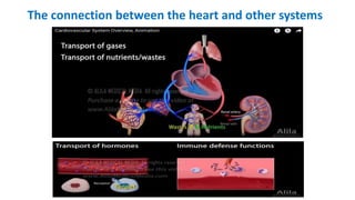 The connection between the heart and other systems
 