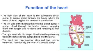 Function of the heart
• The right side of the heart is the pulmonary circuit
pump. It pumps blood through the lungs, where the
blood picks up oxygen and dumps carbon dioxide.
• The left side of the heart is the systemic circuit pump. It
pumps blood through the body’s tissues, supplying
them with oxygen and nutrients and removing carbon
dioxide.
• The right ventricle discharges blood into the pulmonary
trunk; the left ventricle pumps blood into the aorta.
• The heart has two superior atria and two inferior
ventricles. Functionally, the heart is a double pump.
 