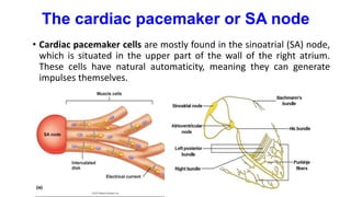 The cardiac pacemaker or SA node
• Cardiac pacemaker cells are mostly found in the sinoatrial (SA) node,
which is situated in the upper part of the wall of the right atrium.
These cells have natural automaticity, meaning they can generate
impulses themselves.
 