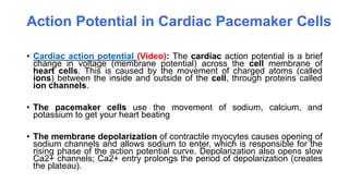Action Potential in Cardiac Pacemaker Cells
• Cardiac action potential (Video): The cardiac action potential is a brief
change in voltage (membrane potential) across the cell membrane of
heart cells. This is caused by the movement of charged atoms (called
ions) between the inside and outside of the cell, through proteins called
ion channels.
• The pacemaker cells use the movement of sodium, calcium, and
potassium to get your heart beating
• The membrane depolarization of contractile myocytes causes opening of
sodium channels and allows sodium to enter, which is responsible for the
rising phase of the action potential curve. Depolarization also opens slow
Ca2+ channels; Ca2+ entry prolongs the period of depolarization (creates
the plateau).
 