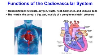 Functions of the Cadiovascular System
• Transportation: nutrients, oxygen, waste, heat, hormones, and immune cells
• The heart is the pump: a big, wet, muscly of a pump to maintain pressure
 