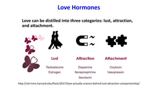 Love Hormones
Love can be distilled into three categories: lust, attraction,
and attachment.
http://sitn.hms.harvard.edu/flash/2017/love-actually-science-behind-lust-attraction-companionship/
 