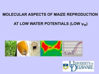 MOLECULAR ASPECTS OF MAIZE REPRODUCTION
AT LOW WATER POTENTIALS (LOW W)
 