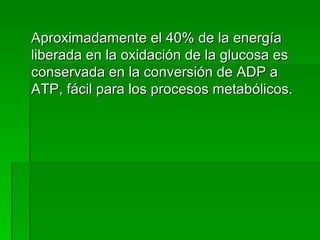 Aproximadamente el 40% de la energía liberada en la oxidación de la glucosa es conservada en la conversión de ADP a ATP, fácil para los procesos metabólicos. 