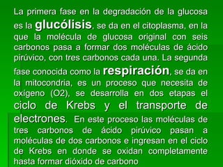La primera fase en la degradación de la glucosa es la  glucólisis , se da en el citoplasma, en la que la molécula de glucosa original con seis carbonos pasa a formar dos moléculas de ácido pirúvico, con tres carbonos cada una. La segunda fase conocida como la  respiración , se da en la mitocondria, es un proceso que necesita de oxígeno (O2), se desarrolla en dos etapas el  ciclo de Krebs y el transporte de electrones .  En este proceso las moléculas de tres carbonos de ácido pirúvico pasan a moléculas de dos carbonos e ingresan en el ciclo de Krebs en donde se oxidan completamente hasta formar dióxido de carbono 