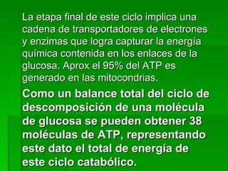 La etapa final de este ciclo implica una cadena de transportadores de electrones y enzimas que logra capturar la energía química contenida en los enlaces de la glucosa. Aprox el 95% del ATP es generado en las mitocondrias.  Como un balance total del ciclo de descomposición de una molécula de glucosa se pueden obtener 38 moléculas de ATP, representando este dato el total de energía de este ciclo catabólico. 