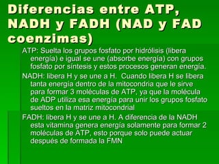 Diferencias entre ATP, NADH y FADH (NAD y FAD coenzimas) ATP: Suelta los grupos fosfato por hidrólisis (libera energía) e igual se une (absorbe energía) con grupos fosfato por síntesis y estos procesos generan energía. NADH: libera H y se une a H.  Cuando libera H se libera tanta energía dentro de la mitocondria que le sirve para formar 3 moléculas de ATP, ya que la molécula de ADP utiliza esa energía para unir los grupos fosfato sueltos en la matriz mitocondrial FADH: libera H y se une a H. A diferencia de la NADH esta vitamina genera energía solamente para formar 2 moléculas de ATP, esto porque solo puede actuar después de formada la FMN 
