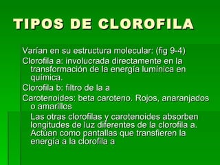TIPOS DE CLOROFILA Varían en su estructura molecular: (fig 9-4) Clorofila a: involucrada directamente en la transformación de la energía lumínica en química. Clorofila b: filtro de la a Carotenoides: beta caroteno. Rojos, anaranjados o amarillos Las otras clorofilas y carotenoides absorben longitudes de luz diferentes de la clorofila a. Actúan como pantallas que transfieren la energía a la clorofila a 