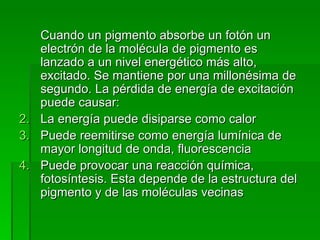 Cuando un pigmento absorbe un fotón un electrón de la molécula de pigmento es lanzado a un nivel energético más alto, excitado. Se mantiene por una millonésima de segundo. La pérdida de energía de excitación puede causar: La energía puede disiparse como calor Puede reemitirse como energía lumínica de mayor longitud de onda, fluorescencia Puede provocar una reacción química, fotosíntesis. Esta depende de la estructura del pigmento y de las moléculas vecinas 