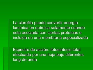 La clorofila puede convertir energía lumínica en química solamente cuando esta asociada con ciertas proteínas e incluida en una membrana especializada Espectro de acción: fotosíntesis total efectuada por una hoja bajo diferentes long de onda 
