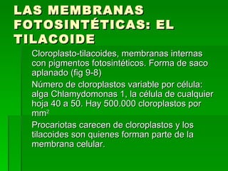 LAS MEMBRANAS FOTOSINTÉTICAS: EL TILACOIDE Cloroplasto-tilacoides, membranas internas con pigmentos fotosintéticos. Forma de saco aplanado (fig 9-8) Número de cloroplastos variable por célula: alga Chlamydomonas 1, la célula de cualquier hoja 40 a 50. Hay 500.000 cloroplastos por mm 2 Procariotas carecen de cloroplastos y los tilacoides son quienes forman parte de la membrana celular. 