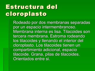 Estructura del cloroplasto Rodeado por dos membranas separadas por un espacio intermembranoso.  Membrana interna es lisa. Tilacoides son tercera membrana. Estroma rodeando los tilacoides y llenando el interior del cloroplasto. Los tilacoides tienen un compartimiento adicional, espacio tilacoide. Grana, pilas de tilacoides. Orientados entre si. 