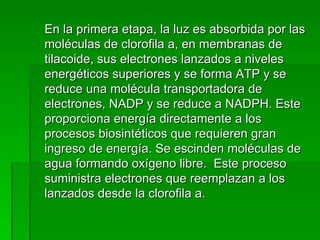 En la primera etapa, la luz es absorbida por las moléculas de clorofila a, en membranas de tilacoide, sus electrones lanzados a niveles energéticos superiores y se forma ATP y se reduce una molécula transportadora de electrones, NADP y se reduce a NADPH. Este proporciona energía directamente a los procesos biosintéticos que requieren gran ingreso de energía. Se escinden moléculas de agua formando oxígeno libre.  Este proceso suministra electrones que reemplazan a los lanzados desde la clorofila a. 