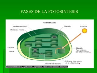 FASES DE LA FOTOSINTESIS 