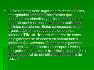 La fotosíntesis tiene lugar dentro de las células, en orgánulos llamados cloroplastos que contienen las clorofilas y otros compuestos, en especial enzimas, necesarios para realizar las distintas reacciones. Estos compuestos están organizados en unidades de cloroplastos llamadas  Tilacoides ; en el interior de éstos, los pigmentos se disponen en subunidades llamadas  fotosistemas.  Cuando los pigmentos absorben luz, sus electrones ocupan niveles energéticos más altos, y transfieren la energía a un tipo especial de clorofila llamado centro de reacción. 
