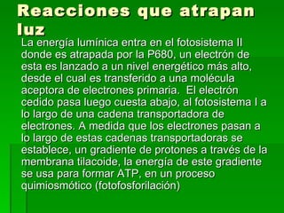 Reacciones que atrapan luz La energía lumínica entra en el fotosistema II donde es atrapada por la P680, un electrón de esta es lanzado a un nivel energético más alto, desde el cual es transferido a una molécula aceptora de electrones primaria.  El electrón cedido pasa luego cuesta abajo, al fotosistema I a lo largo de una cadena transportadora de electrones. A medida que los electrones pasan a lo largo de estas cadenas transportadoras se establece, un gradiente de protones a través de la membrana tilacoide, la energía de este gradiente se usa para formar ATP, en un proceso quimiosmótico (fotofosforilación) 