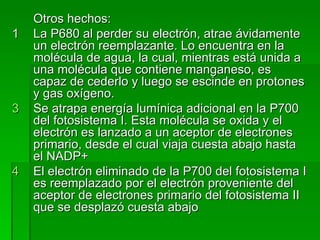 Otros hechos: 1 La P680 al perder su electrón, atrae ávidamente un electrón reemplazante. Lo encuentra en la molécula de agua, la cual, mientras está unida a una molécula que contiene manganeso, es capaz de cederlo y luego se escinde en protones y gas oxígeno. Se atrapa energía lumínica adicional en la P700 del fotosistema I. Esta molécula se oxida y el electrón es lanzado a un aceptor de electrones primario, desde el cual viaja cuesta abajo hasta el NADP+ El electrón eliminado de la P700 del fotosistema I es reemplazado por el electrón proveniente del aceptor de electrones primario del fotosistema II que se desplazó cuesta abajo 