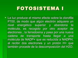 FOTOSISTEMA I La luz produce el mismo efecto sobre la clorofila P700, de modo que algún electrón adquiere un nivel energético superior y abandona la molécula, es recogido por otro aceptor de electrones , la ferredoxina y pasa por una nueva cadena de transporte hasta llegar a una molécula de NADP+ que es reducida a NADPH, al recibir dos electrones y un protón H+ que también procede de la descomposición del H2O. 