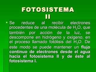 FOTOSISTEMA II Se reduce al recibir electrones procedentes de una molécula de H 2 O, que también por acción de la luz, se descompone en hidrógeno y oxígeno, en el proceso llamado fotólisis del H 2 O. De este modo se puede mantener un  flujo continuo de electrones desde el agua hacia el fotosistema II y de éste al fotosistema I.   