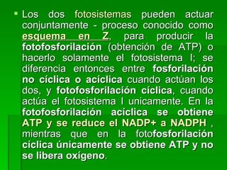 Los dos  fotosistemas  pueden actuar conjuntamente - proceso conocido como  esquema en Z ,  para producir la  fotofosforilación  (obtención de ATP) o hacerlo solamente el fotosistema I; se diferencia entonces entre  fosforilación no cíclica o acíclica  cuando actúan los dos, y  fotofosforilación cíclica , cuando actúa el fotosistema I unicamente. En la  fotofosforilación acíclica se obtiene  ATP y se reduce el NADP+ a NADPH   , mientras que en la foto fosforilación cíclica únicamente se obtiene ATP y no se libera oxígeno .  