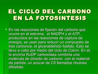 EL CICLO DEL CARBONO EN LA FOTOSINTESIS En las reacciones de fijación del carbono que ocurre en el estroma,  el NADPH y el ATP, producidos en las reacciones de captura de energía, se usan para reducir un compuesto de tres carbonos, el gliceraldehido fosfato. Esto se lleva a cabo por medio del ciclo de Calvin. En el, la enzima RuDP carboxilasa combina una molécula de dióxido de carbono  con el material de partida, un azúcar de C5 llamados ribulosa difosfato.  