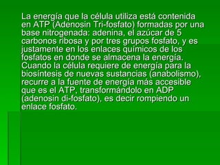 La energía que la célula utiliza está contenida en ATP (Adenosin Tri-fosfato) formadas por una base nitrogenada: adenina, el azúcar de 5 carbonos ribosa y por tres grupos fosfato, y es justamente en los enlaces químicos de los fosfatos en donde se almacena la energía.  Cuando la célula requiere de energía para la biosíntesis de nuevas sustancias (anabolismo), recurre a la fuente de energía más accesible que es el ATP, transformándolo en ADP (adenosin di-fosfato), es decir rompiendo un enlace fosfato. 