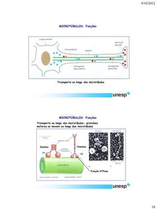 4/10/2012 
10 
Transporte ao longo dos microtúbulos 
MICROTÚBULOS: Funções 
Transporte ao longo dos microtúbulos: proteínas motoras se movem ao longo dos microtúbulos 
Dineína 
Cinesina 
MICROTÚBULOS: Funções 
Função ATPase  