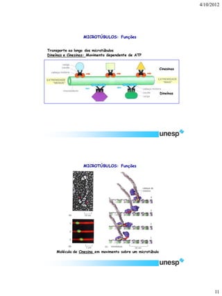 4/10/2012 
11 
Transporte ao longo dos microtúbulos 
Dineínas e Cinesinas: Movimento dependente de ATP 
Dineínas 
Cinesinas 
MICROTÚBULOS: Funções 
MICROTÚBULOS: Funções 
Molécula de Cinesina em movimento sobre um microtúbulo  