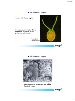 4/10/2012 
13 
Estrutura de cílios e flagelos 
Protozoários 
Espermatozóides 
Arranjo característico dos cílios e flagelos dos eucariotos, desde protozoários até humanos 
MICROTÚBULOS: Funções 
Epitélio ciliado do trato respiratório humano 
Parede do oviduto 
MICROTÚBULOS: Funções  