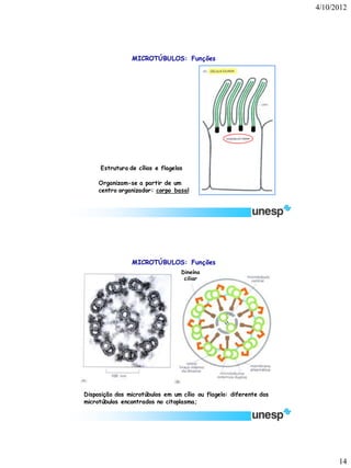 4/10/2012 
14 
Estrutura de cílios e flagelos 
MICROTÚBULOS: Funções 
Organizam-se a partir de um centro organizador: corpo basal 
Disposição dos microtúbulos em um cílio ou flagelo: diferente dos microtúbulos encontrados no citoplasma; 
Dineína ciliar 
MICROTÚBULOS: Funções  