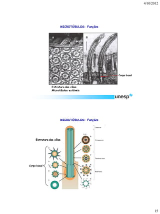 4/10/2012 
15 
Estrutura dos cílios 
Microtúbulos estáveis 
MICROTÚBULOS: Funções 
Corpo basal 
MICROTÚBULOS: Funções 
Estrutura dos cílios 
Corpo basal  