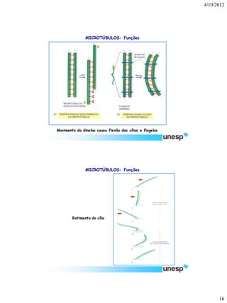 4/10/2012 
16 
Movimento da dineína causa flexão dos cílios e flagelos 
MICROTÚBULOS: Funções 
Batimento do cílio 
MICROTÚBULOS: Funções  