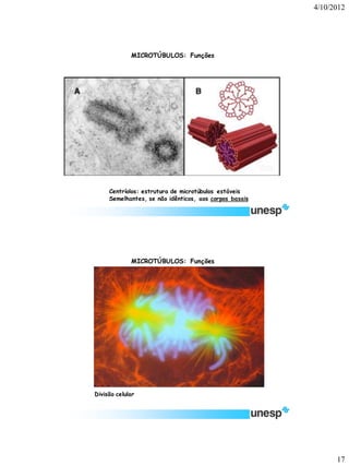 4/10/2012 
17 
Centríolos: estrutura de microtúbulos estáveis 
Semelhantes, se não idênticos, aos corpos basais 
MICROTÚBULOS: Funções 
Divisão celular 
MICROTÚBULOS: Funções  