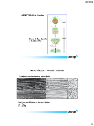 4/10/2012 
18 
Fibras do fuso durante a divisão celular 
MICROTÚBULOS: Funções 
Proteínas estabilizadoras de microtúbulosProteínas estabilizadoras de microtúbulos 
A)Tau 
B)MAP2 
MICROTÚBULOS –Proteínas Associadas  