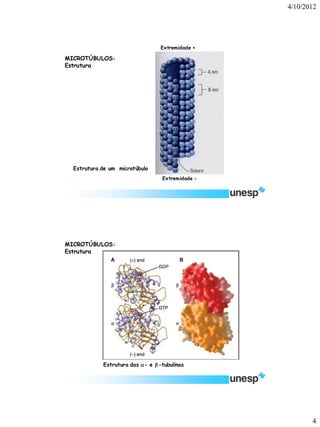 4/10/2012 
4 
MICROTÚBULOS: 
Estrutura 
Extremidade - 
Estrutura de um microtúbulo 
Extremidade + 
Estrutura das -e -tubulinas 
MICROTÚBULOS: 
Estrutura  