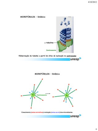 4/10/2012 
6 
Polimerização da tubulina a partir de sítios de nucleação no centrossomo 
Centrossomo 
-tubulina 
MICROTÚBULOS –Dinâmica 
Crescimento (setas vermelhas) e retração (setas azuis) dos microtúbulos 
MICROTÚBULOS –Dinâmica 
Centrossomo  