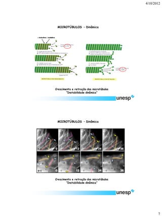 4/10/2012 
7 
Crescimento e retração dos microtúbulos 
“Instabilidade dinâmica” 
-tubulina tubulina 
MICROTÚBULOS –Dinâmica 
Crescimento e retração dos microtúbulos 
“Instabilidade dinâmica” 
MICROTÚBULOS –Dinâmica  