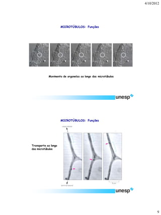 4/10/2012 
9 
Movimento de organelas ao longo dos microtúbulos 
MICROTÚBULOS: Funções 
Transporte ao longo dos microtúbulos 
MICROTÚBULOS: Funções  