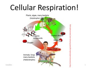 Cellular Respiration! 7/22/2011 1 http://commons.wikimedia.org/wiki/File:Auto-and_heterotrophs.png 