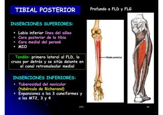Tibia Linea 5CFC - MIOLOGÍA MI 3.pdf- Resumen sobre los músculos del miembro ...