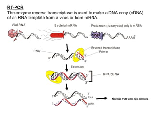 Different Molecular Methods for Nucleic Acid | PPT