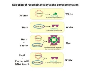 Different Molecular Methods for Nucleic Acid | PPT