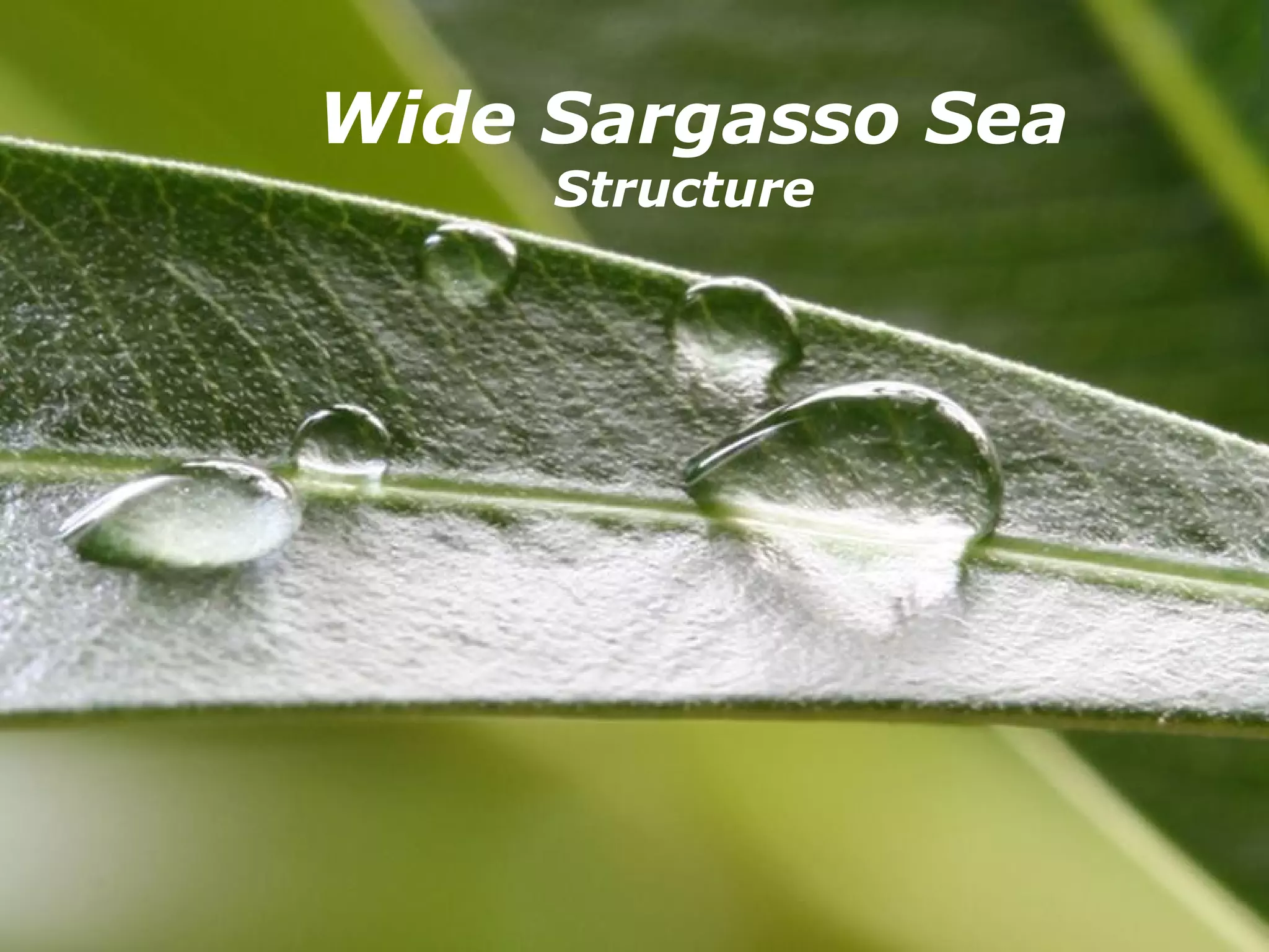 Wide Sargasso Sea
       Structure




   Powerpoint Templates   Page 1
 