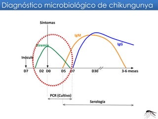 IgG 
Serología 
D7 
D2 
D5 
D7 
D30 
3-6 meses 
PCR (Cultivo) 
Síntomas 
IgM 
Viremia 
Inóculo 
Diagnóstico microbiológico de chikungunya 
D0  