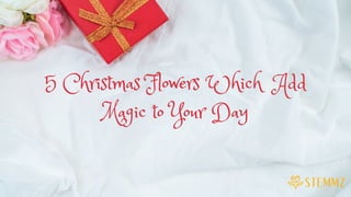 5 Christmas Flowers Which Add
Magic to Your Day
 