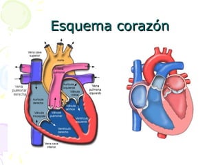Esquema corazónEsquema corazón
 