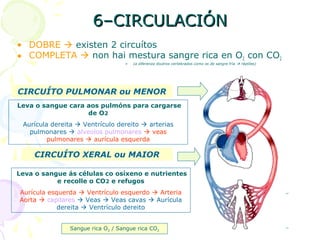 6–CIRCULACIÓN6–CIRCULACIÓN
• DOBRE  existen 2 circuítos
• COMPLETA  non hai mestura sangre rica en O2 con CO2
» (a diferenza doutros vertebrados como os de sangre fría  réptiles)
CIRCUÍTO PULMONAR ou MENOR
Leva o sangue cara aos pulmóns para cargarse
de O2
Aurícula dereita  Ventrículo dereito  arterias
pulmonares  alveolos pulmonares  veas
pulmonares  aurícula esquerda
Sangue rica O2 / Sangue rica CO2
CIRCUÍTO XERAL ou MAIOR
Leva o sangue ás células co osíxeno e nutrientes
e recolle o CO2 e refugos
Aurícula esquerda  Ventrículo esquerdo  Arteria
Aorta  capilares  Veas  Veas cavas  Aurícula
dereita  Ventrículo dereito
 